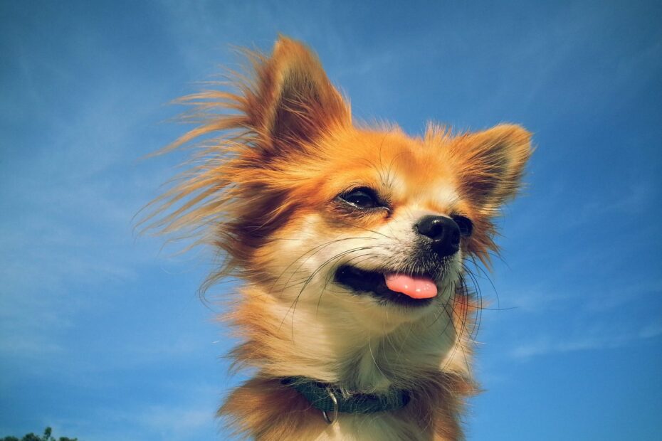 Wie Gründe ich eine Hundeschule?