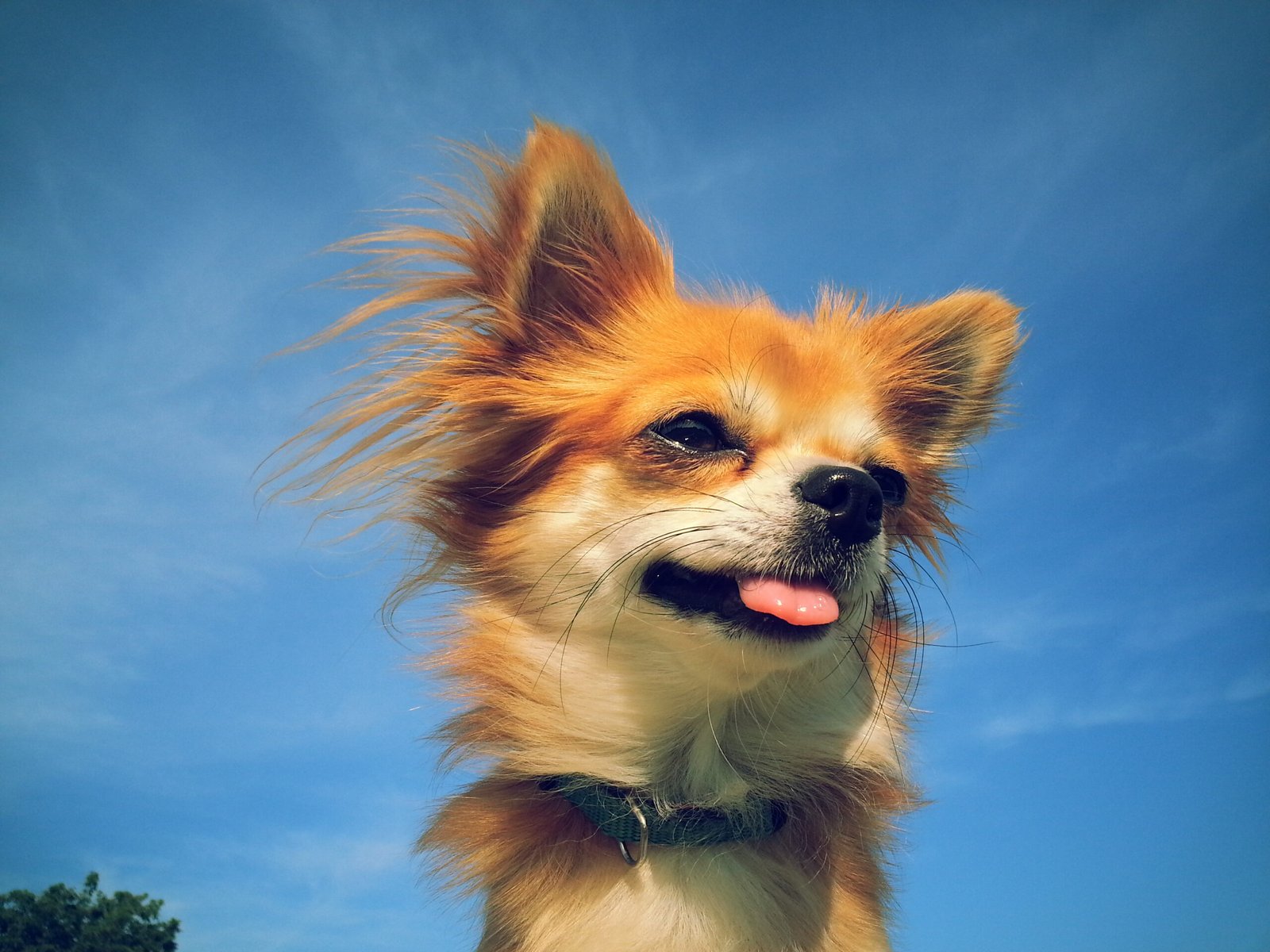 Wie Gründe ich eine Hundeschule?