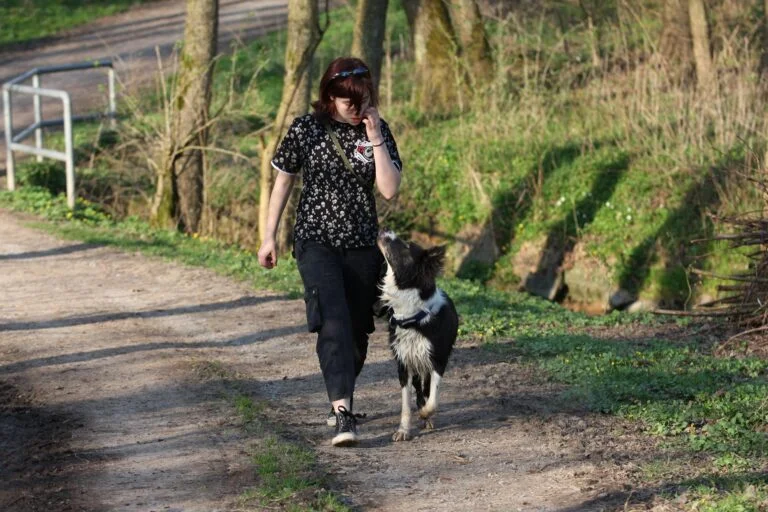 Wie gründet man eine Hundeschule?